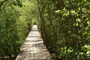 Hutan Mangrove Wonorejo